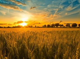 Привітання голови обласної ради Григорія Діденка з Днем працівників сільського господарства