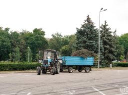 Біля будівлі Одеської обласної ради зносять аварійні ялини